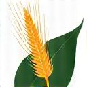 Logo stylisé d'une feuille verte et d'un épi de blé symbolisant l'agriculture biologique certifiée.
